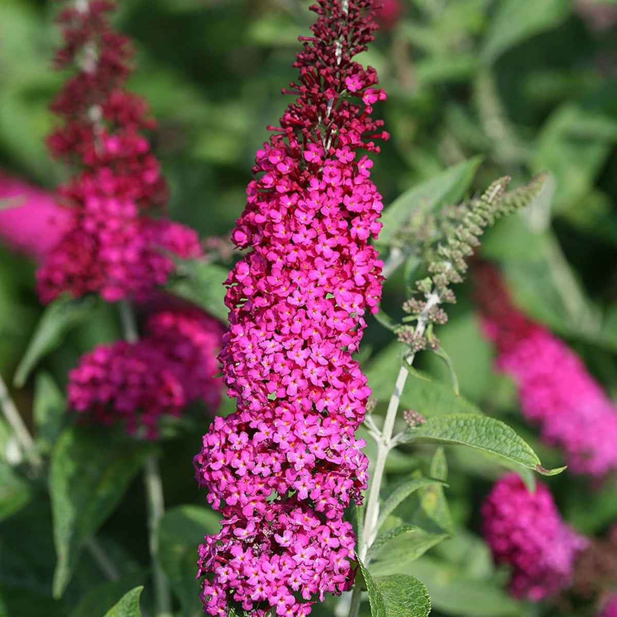 2 Gal Buddleia I1676
