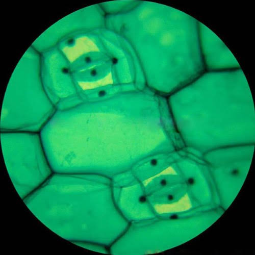 40X-1000X Student Microscope with ABS Case G285602