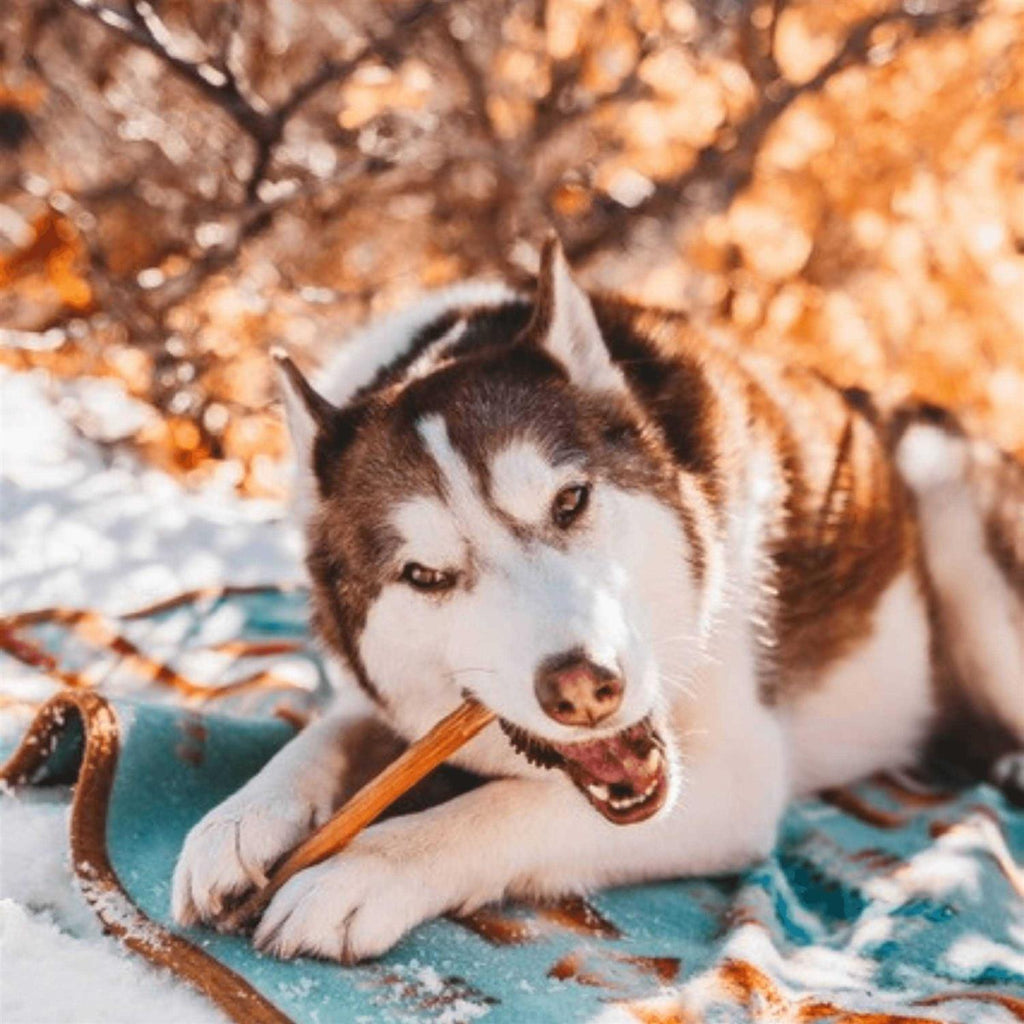 Odor Free Bully Sticks Q171938