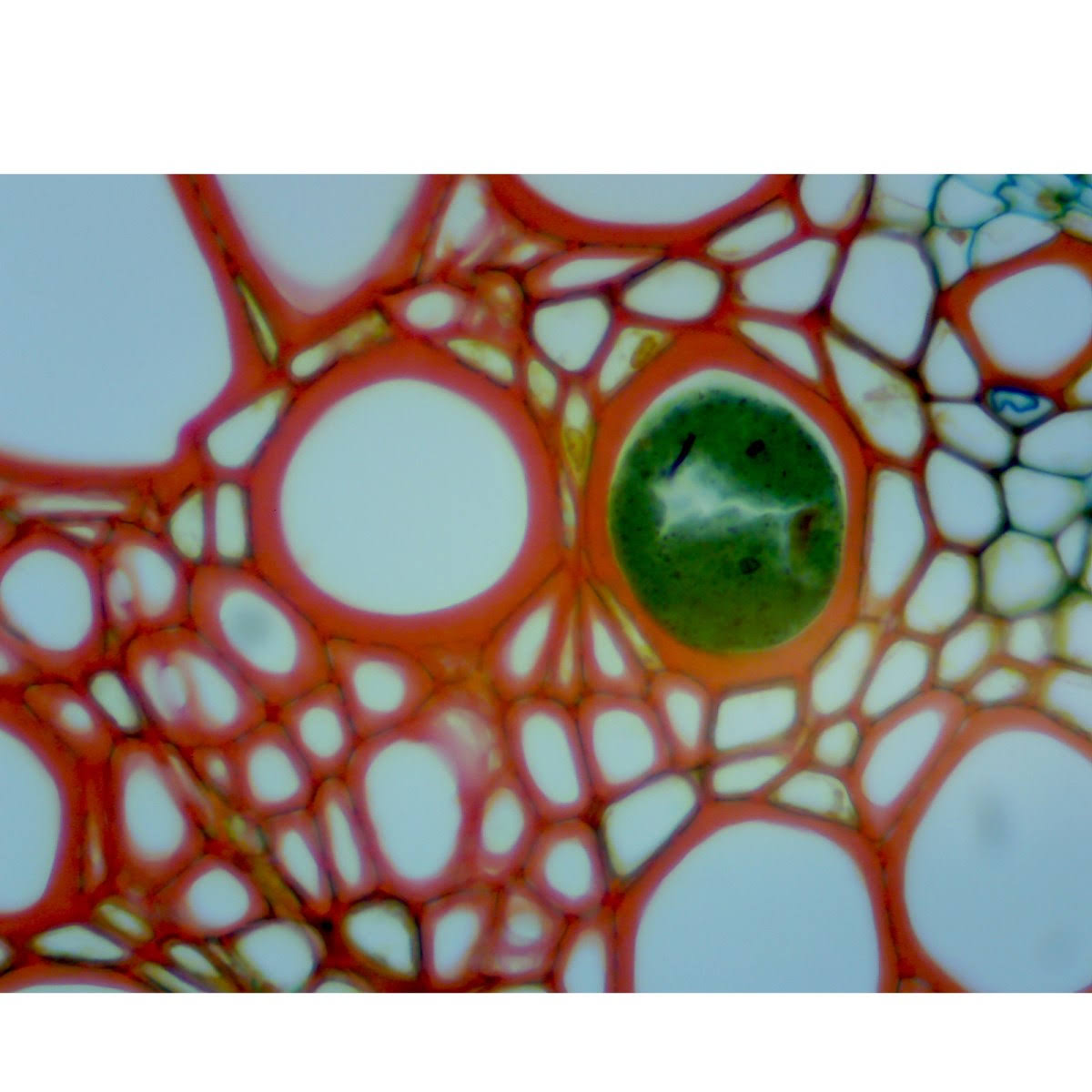 40X-2500X LED Trinocular Compound Microscope Z3516