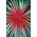 Cactus Detail National Park Curacao Caribbean Poster Print 18 x 27 in. I788180