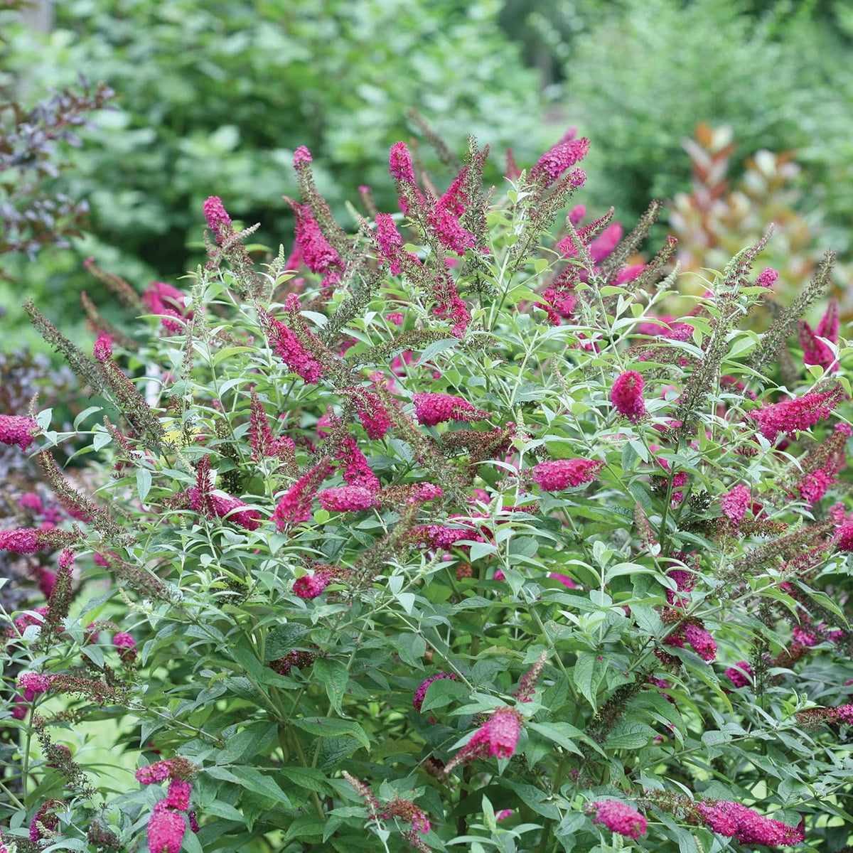 2 Gal Buddleia I1676