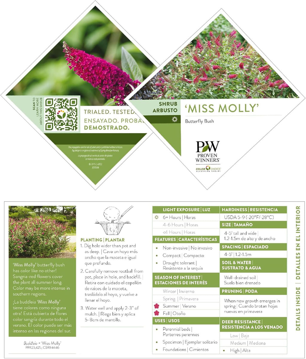 2 Gal Buddleia I1676