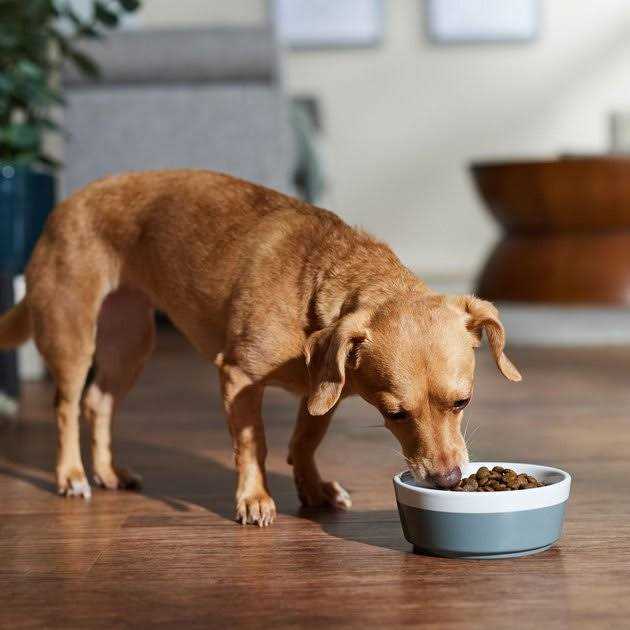 Boar Apple Adult Mini Dry Dog Food K230059