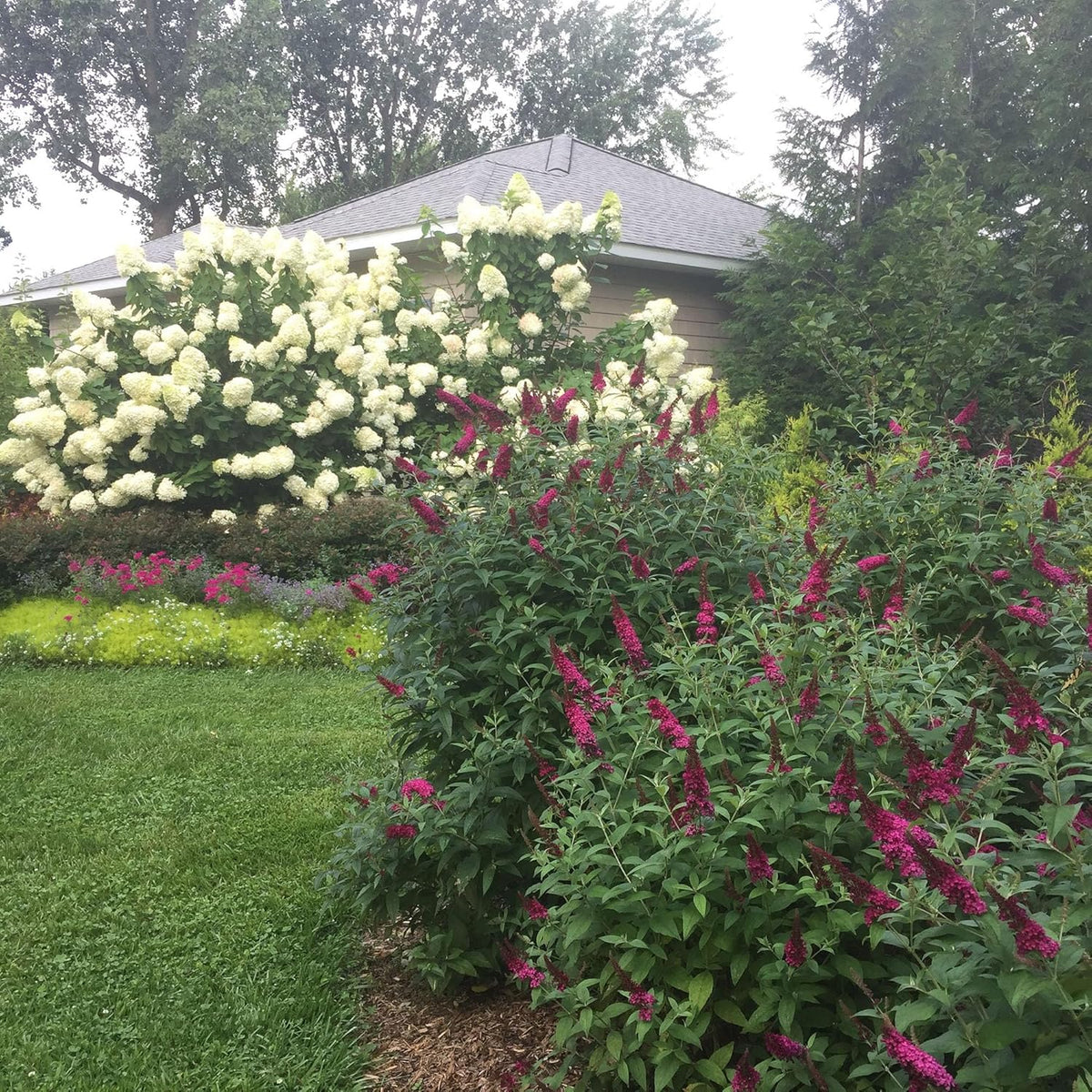 2 Gal Buddleia I1676