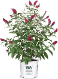 2 Gal Buddleia I1676