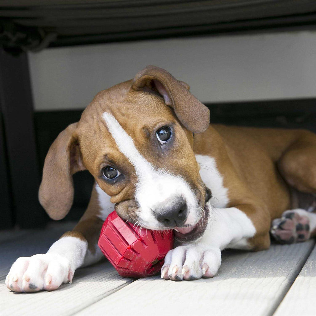 Dog Toy N49179